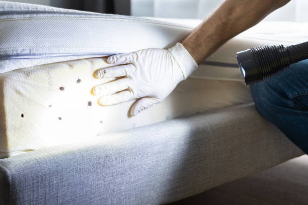 Best Local Pest Control Services  in Oronogo, MO